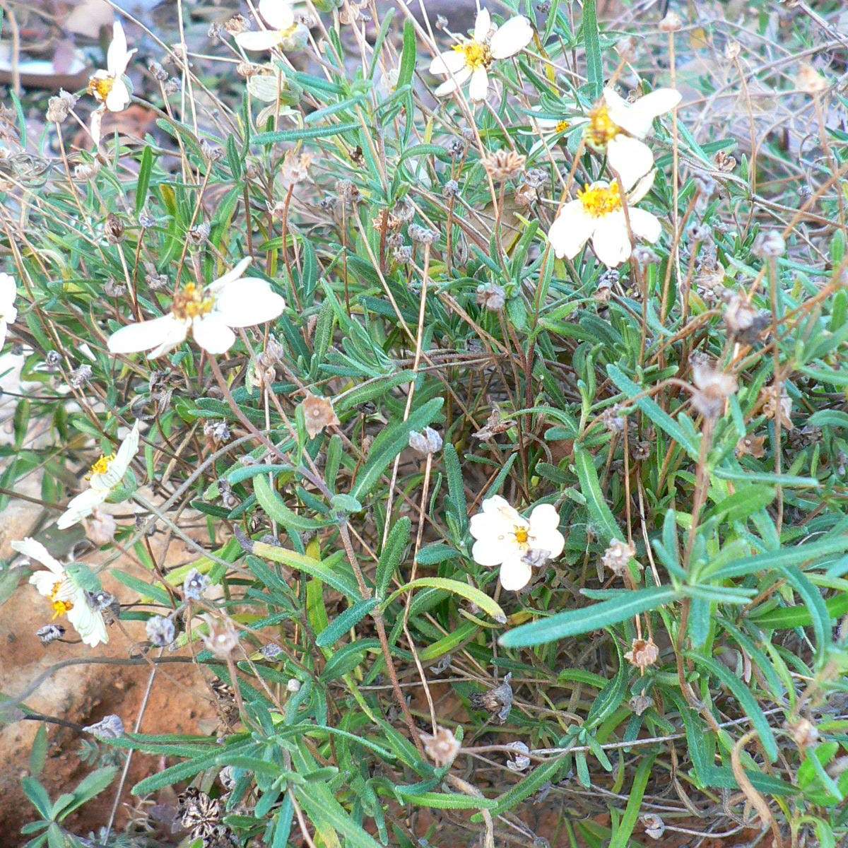 Melampodium leucanthum; Blackfoot Daisy; Zen Garden