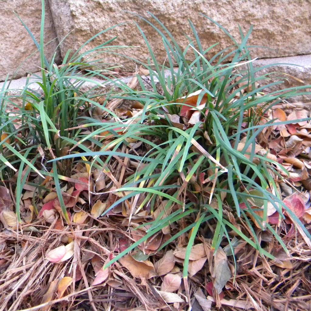 Ophiopogon japonicus; Monkeygrass; Pleasant Street Garden