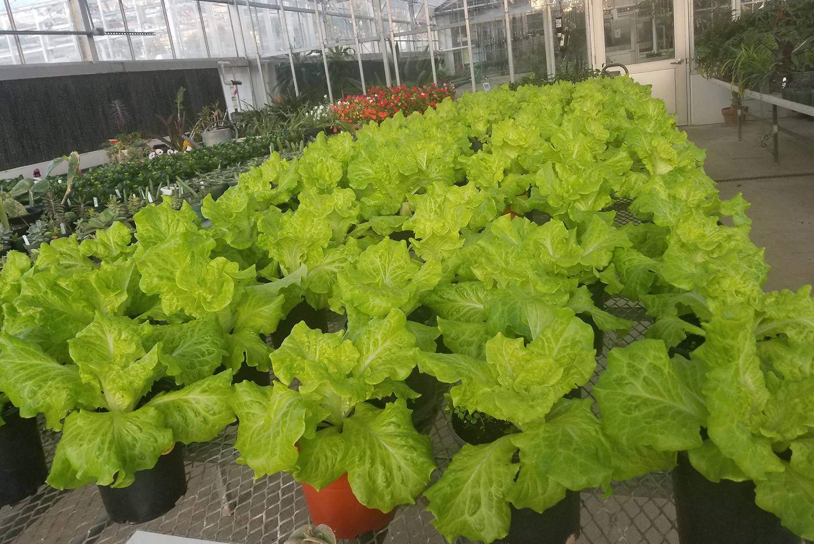 leafy greens lined up in greenhouse