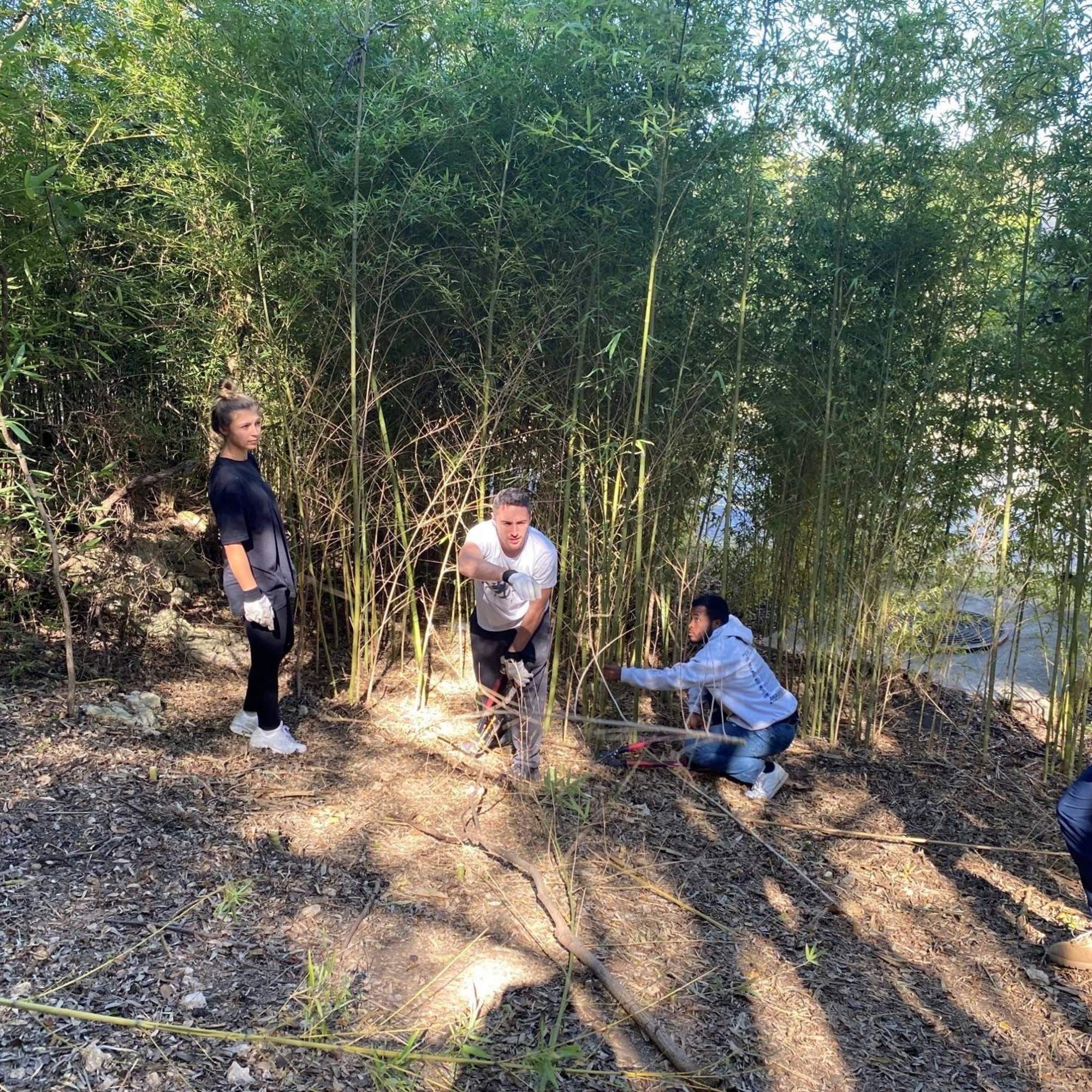 Students removing invasive species of bamboo