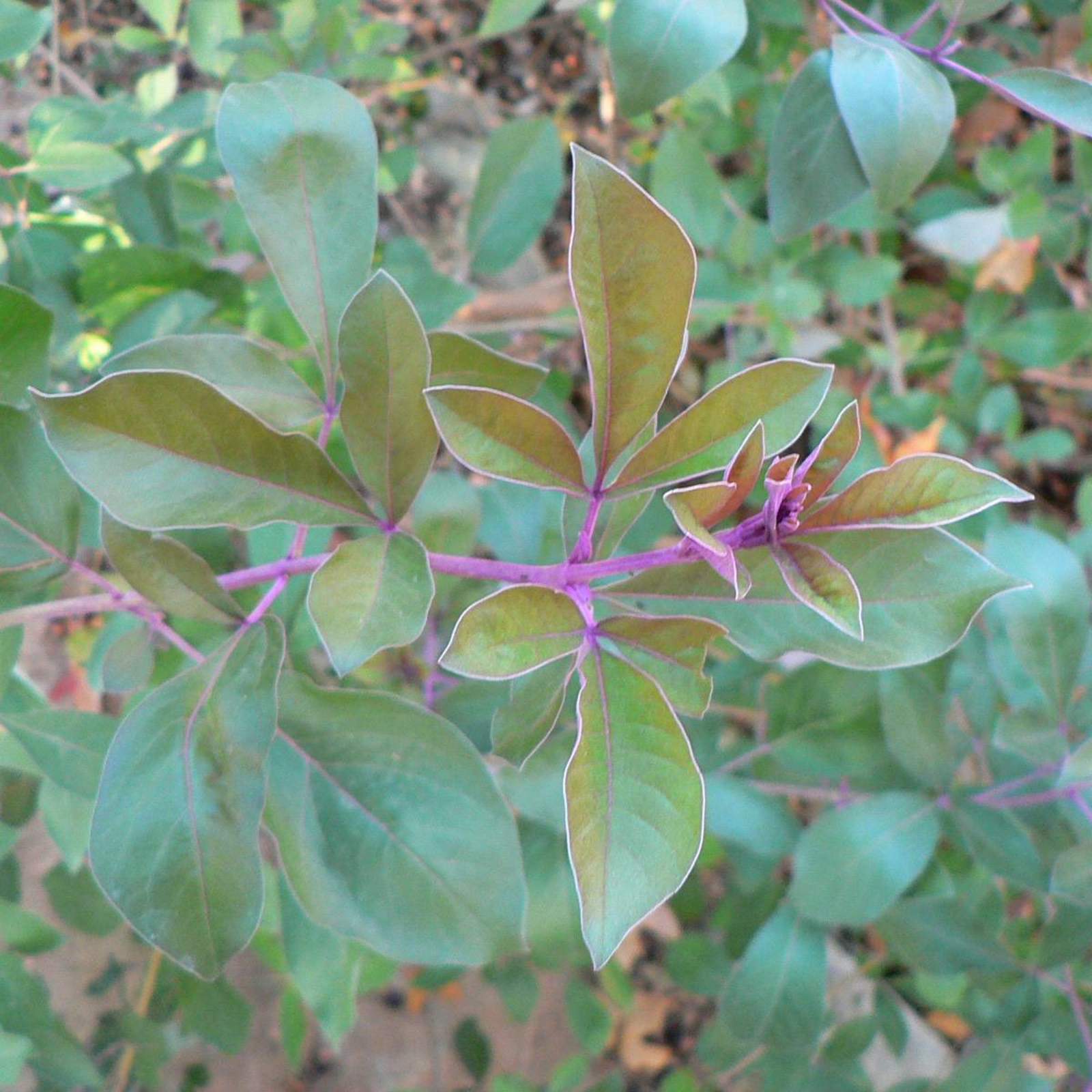 Vitex trifolia 'Purpurea'; Arabian Lilac; Dark Crystal Garden