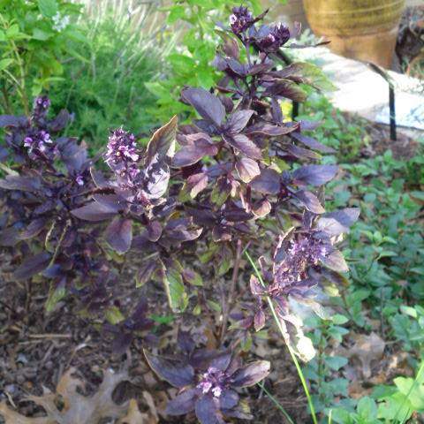 Ocimum basilicum purpureum; Purple Dark Opal Basil; Herb Garden