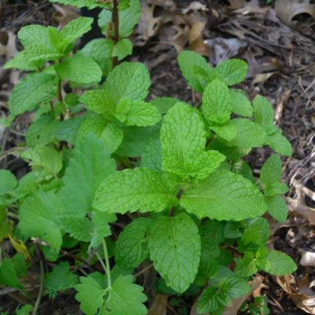 Mentha spp.; Mint; Herb Garden