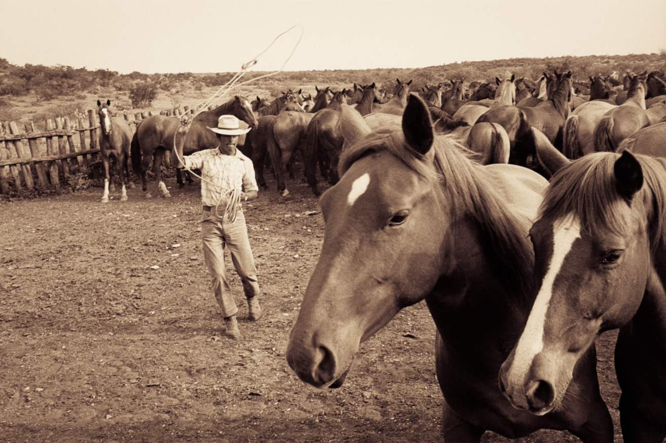 Cowboy with lasso, horses in the foreground photograph by Bill Wittliff