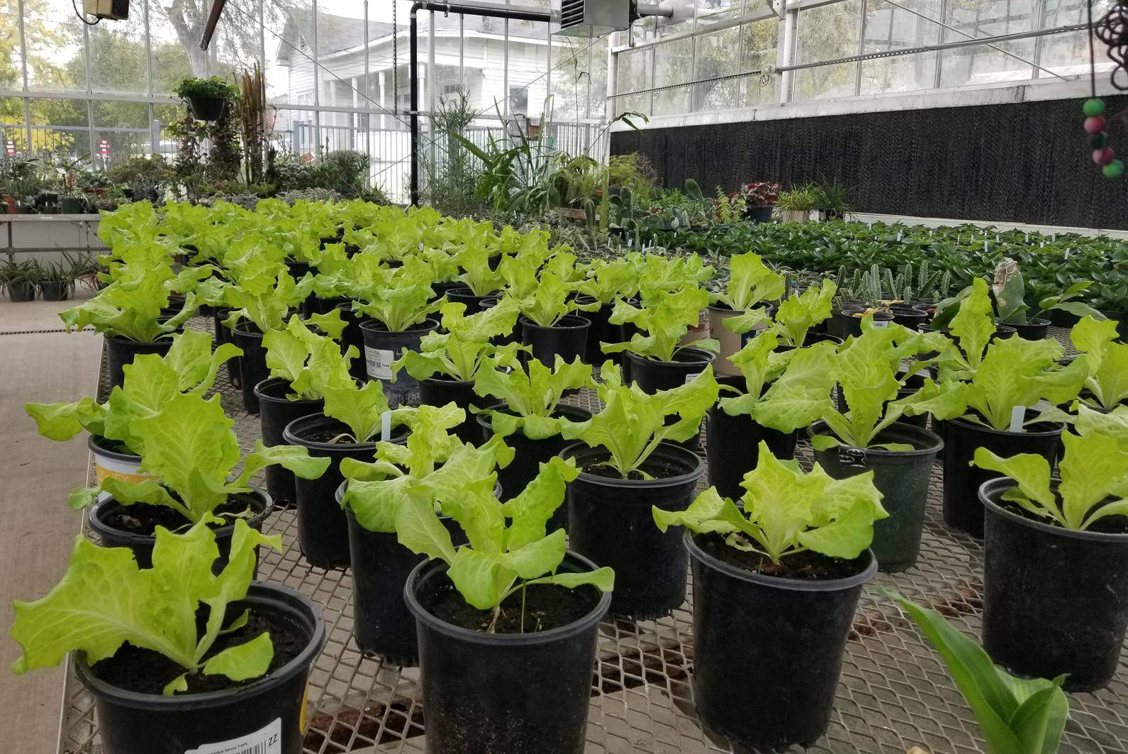 leafy greens potted in greenhouse