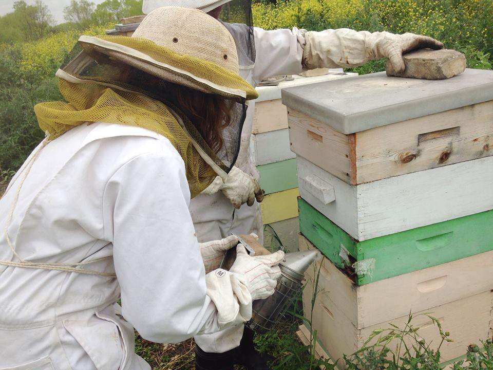 Student in bee suit working with hive