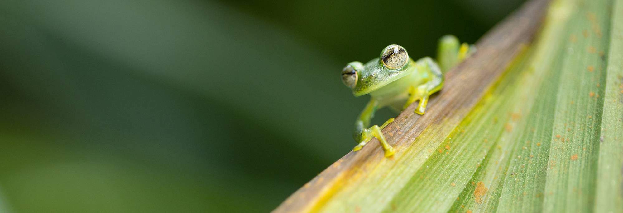 A green frog with big eyes perches on a leaf