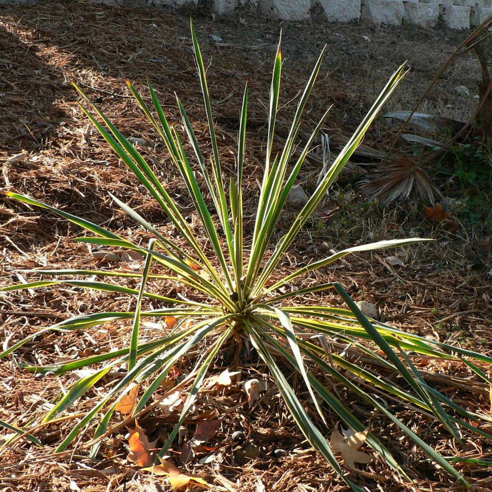 Yucca filamentosa 'Bright Edge'; Bright Edge Yucca; Zen Garden