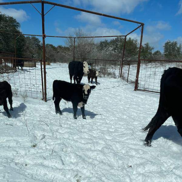 black and white cows standing in snow