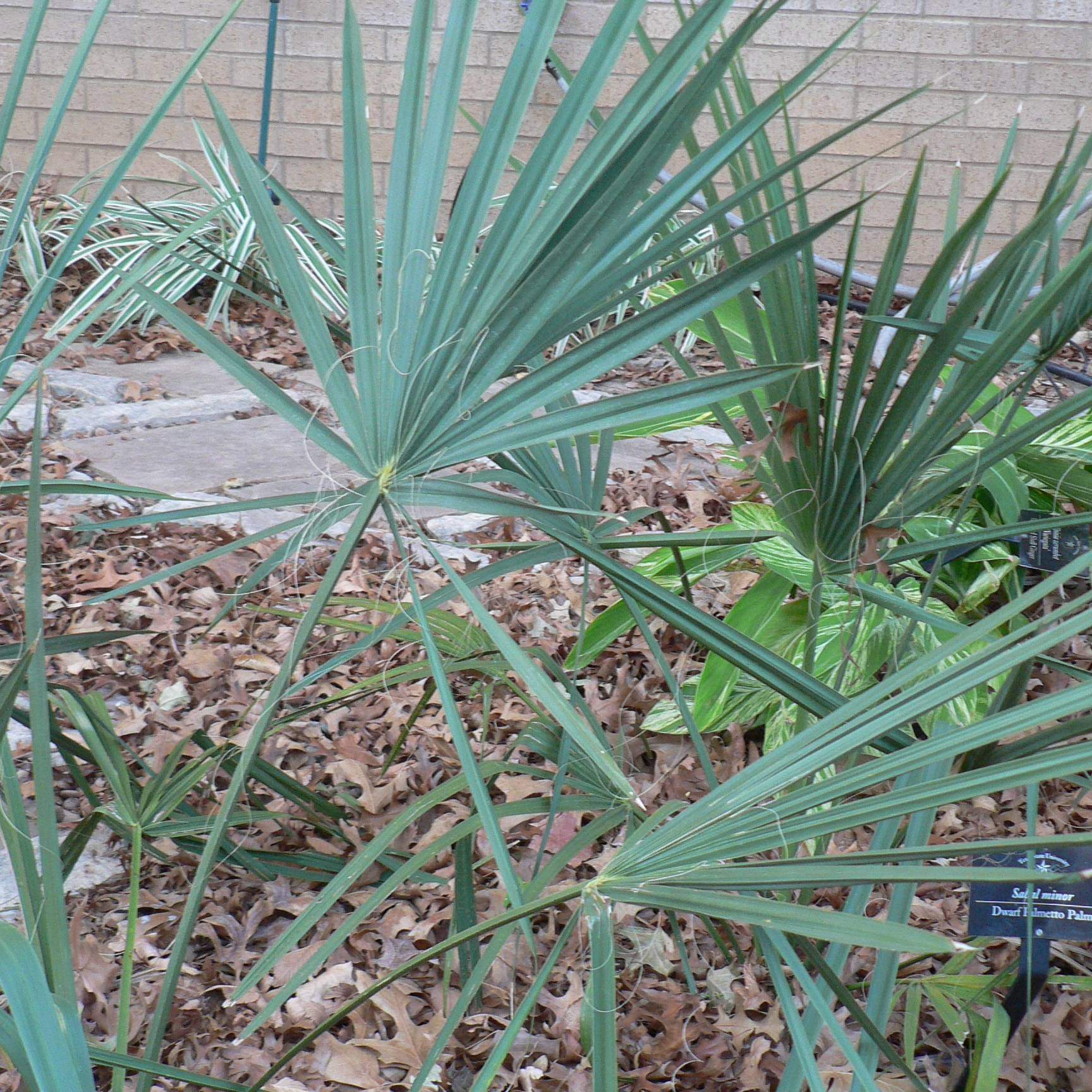 Sabal minor; Dwarf Palmetto Palm; Shade Garden