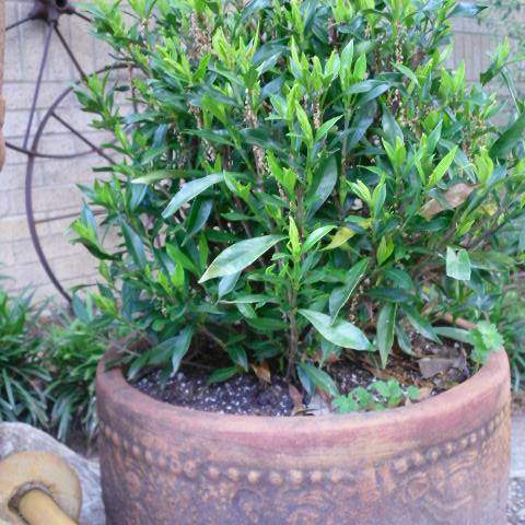 Myrtus communis; Common Myrtle; Shade Garden