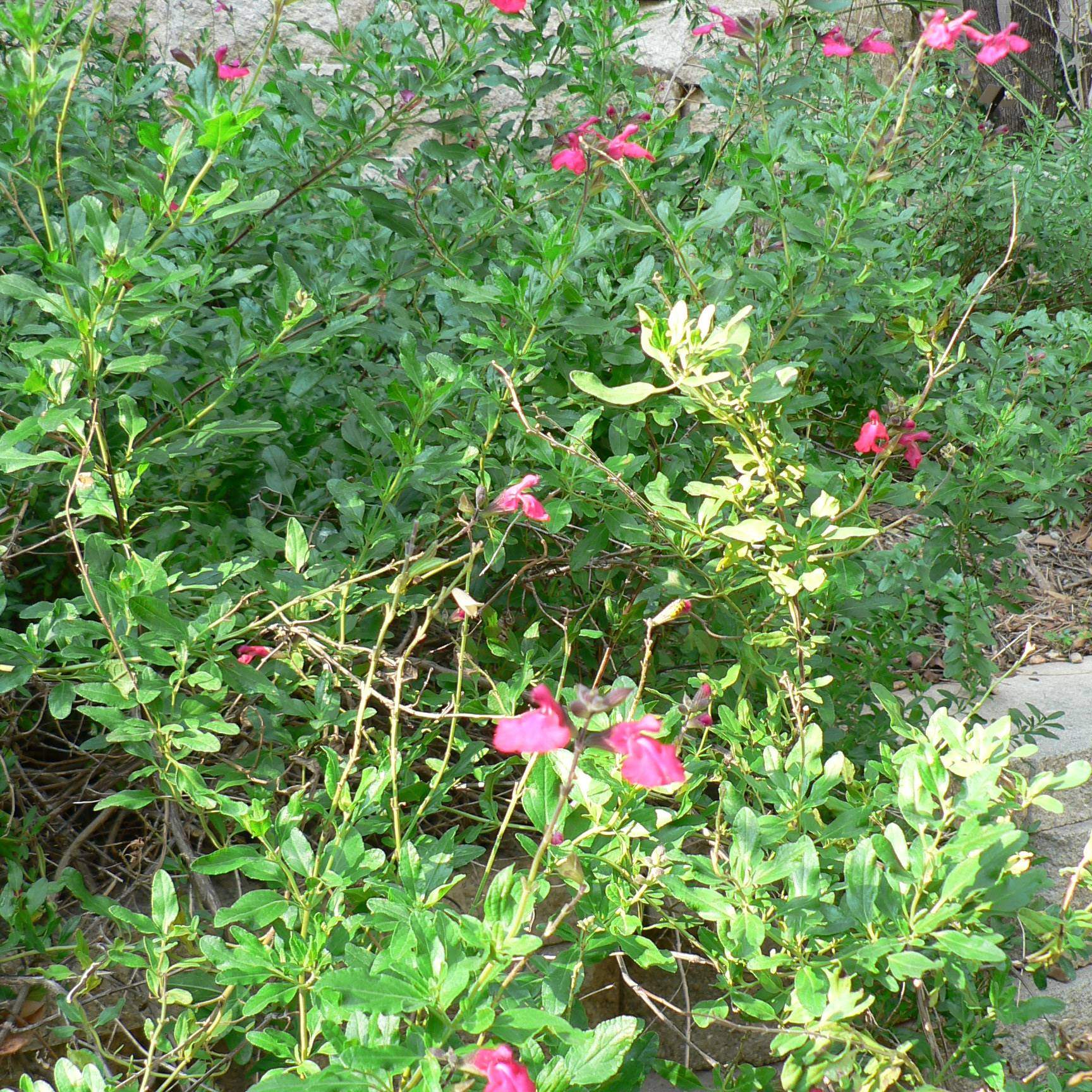 Salvia greggii 'Pink; Pink Autumn Sage; Pergola Garden
