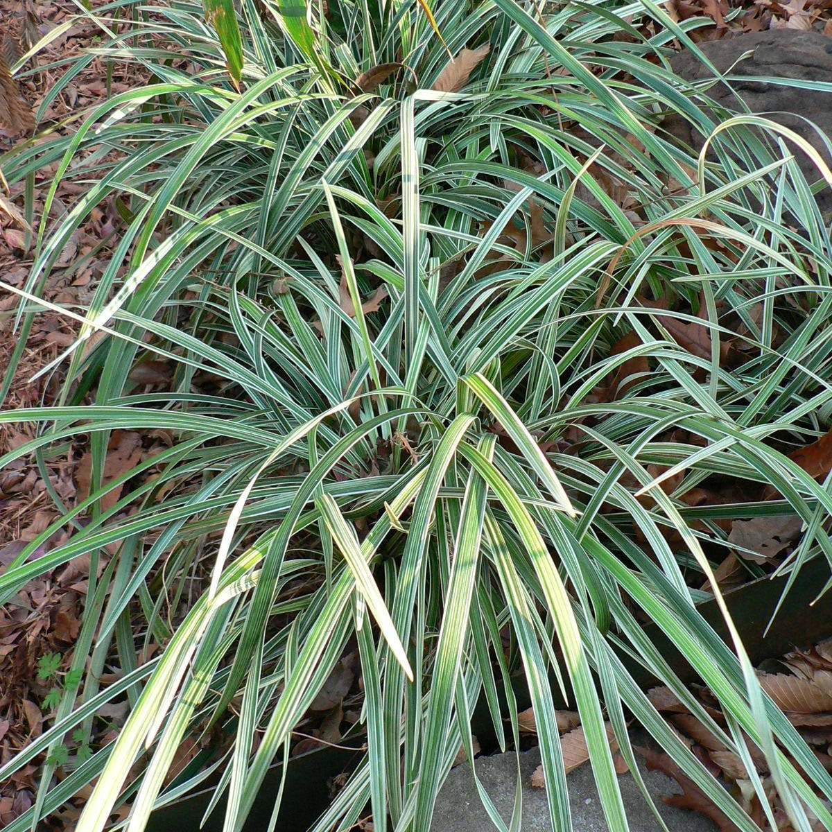 Ophiopogon japonicus 'Variegata'; Variegated Monkey Grass; Pergola Garden