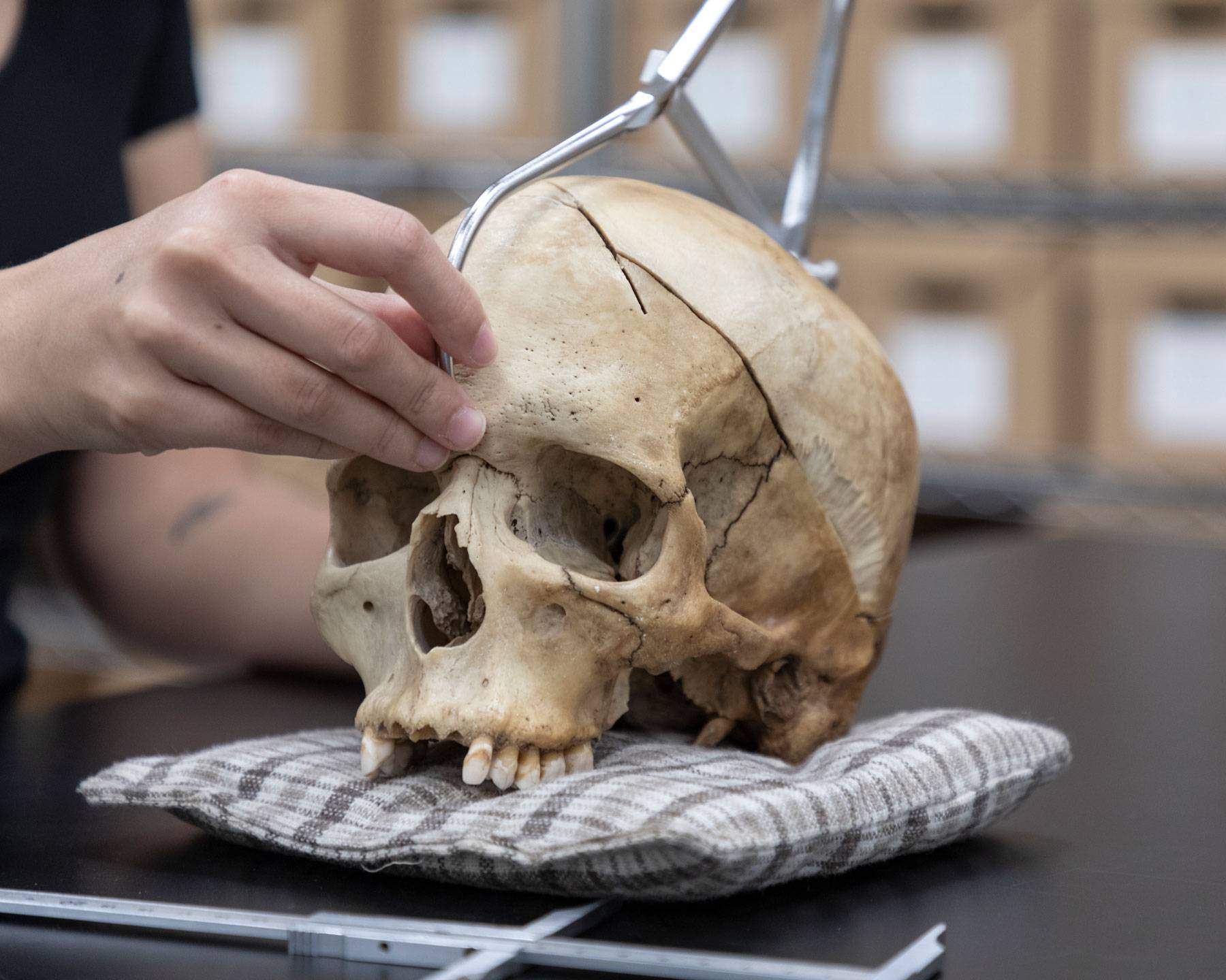 Veltri measures a human skull