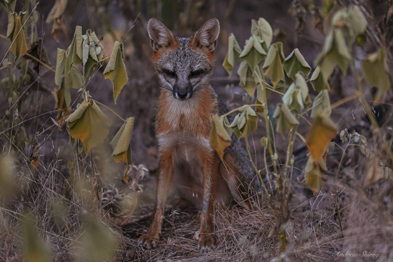 A grey fox sitting and peering into the camera in a dry shrub area.