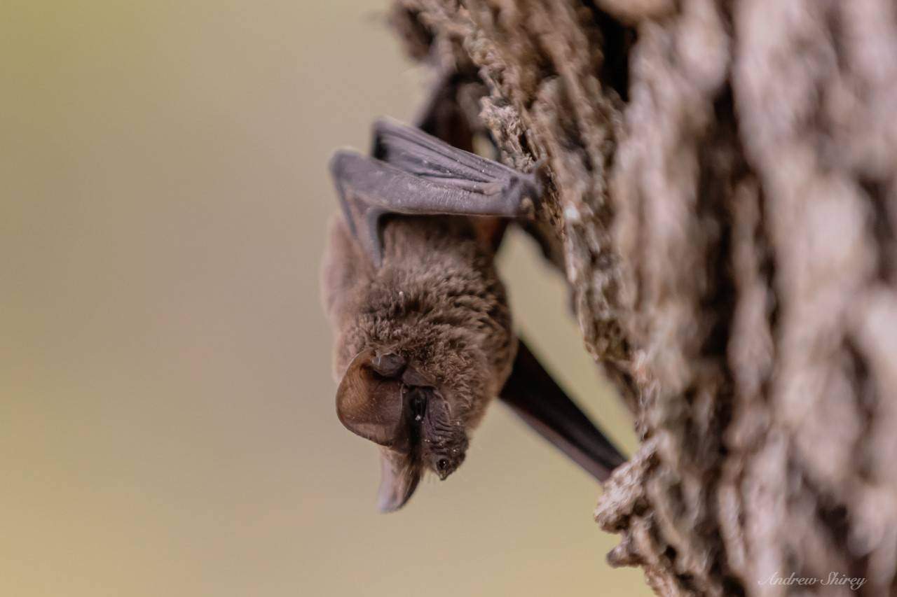 A bat facing downward attached to a brown tree.