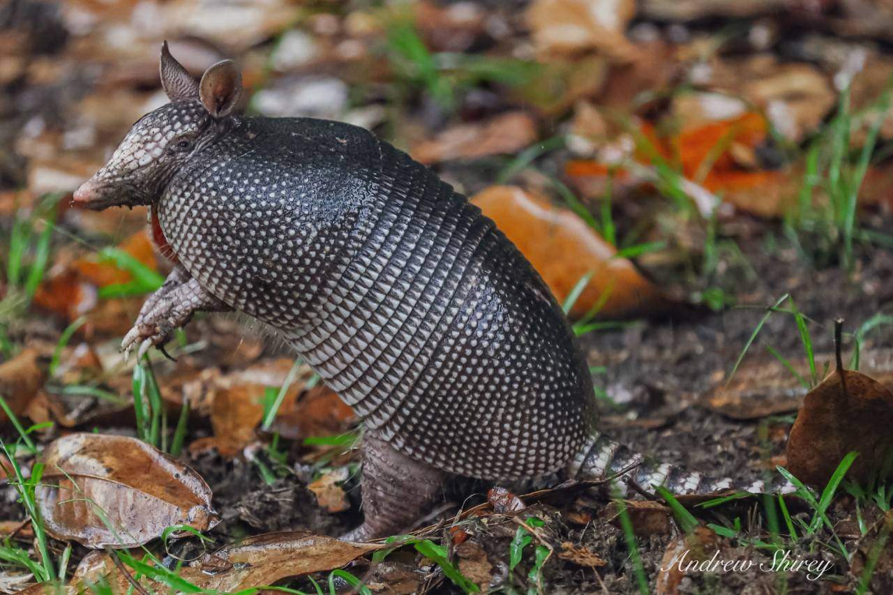 An armadillo peering into the camera standing on it's hind legs in a muddy environment.