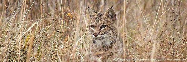 bobcat@charlesdenneler. Used with permission