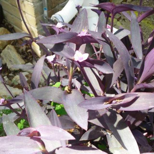 Tradescantia pallida; Purple Heart Vine; Butterfly Garden