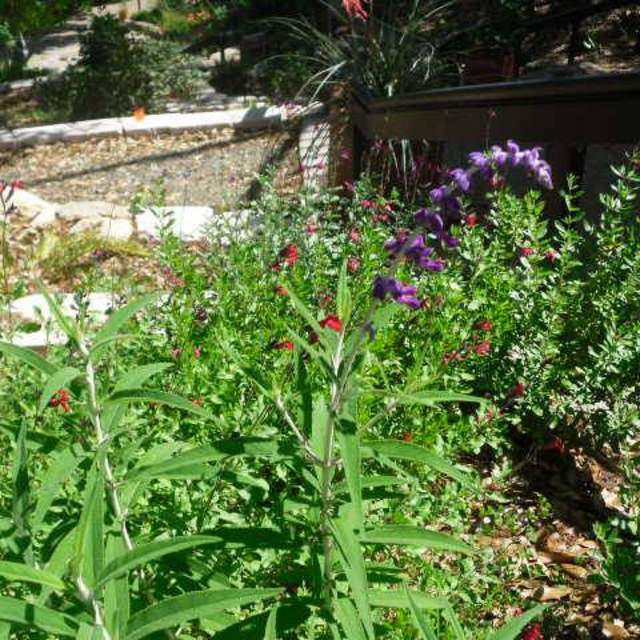 Salvia leucantha; Mexican Bush Sage; Butterfly Garden