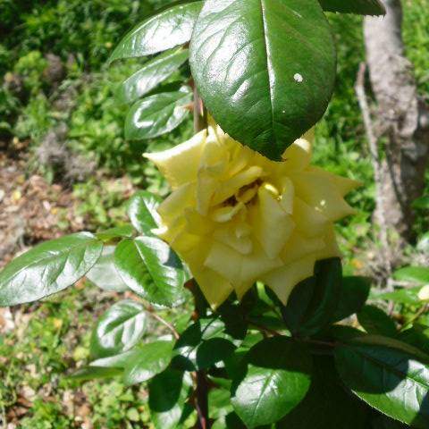 Rosa spp.; Rose; Butterfly Garden