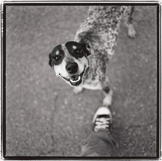 Photograph: Speckled Dog, © 2000, O.Rufus Lovett