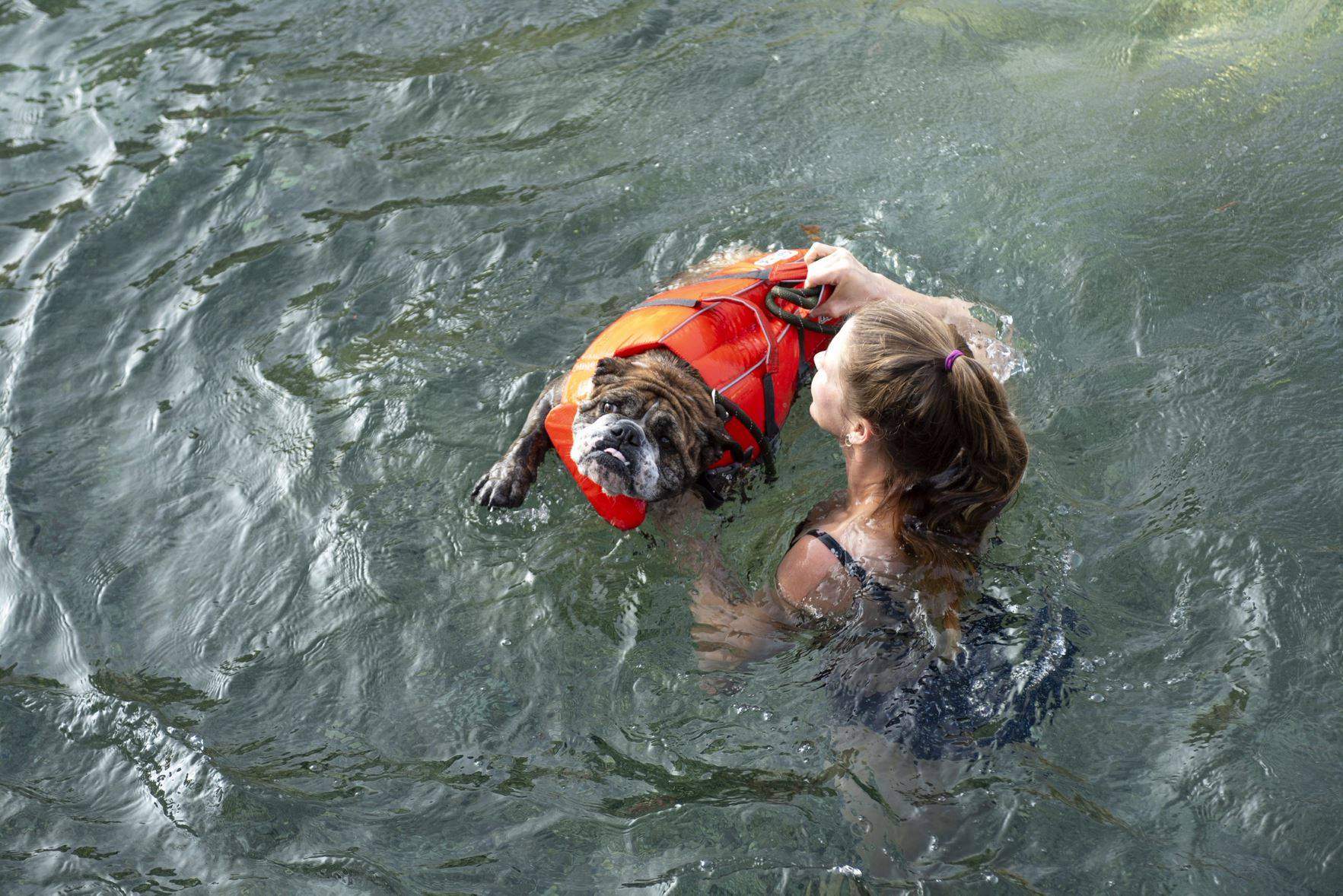 dog in river