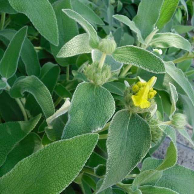 Phlomis fruticosa; Jerusalem Sage; Pleasant Street Garden