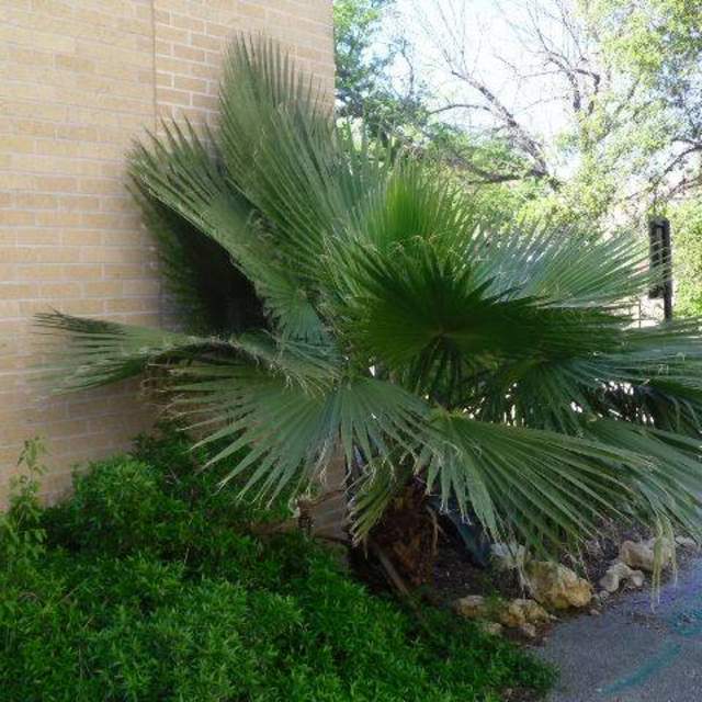 Washingtonia robusta; Mexican Fan Palm; Pool-Tool Shed Garden