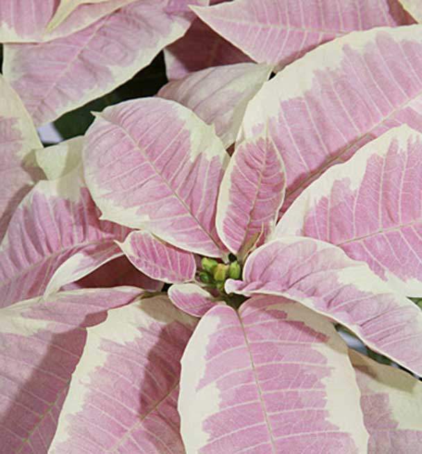 close up on white and pink poinsettia flowers