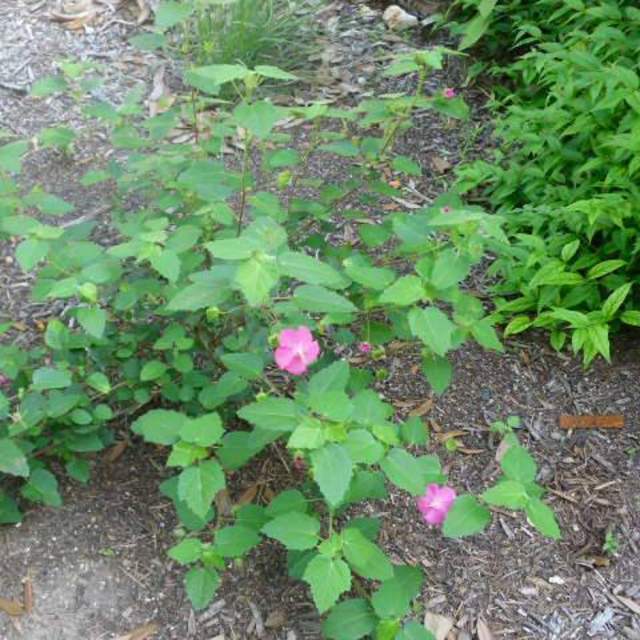 Pavonia lasiopetala; Rock Rose; Zen Garden