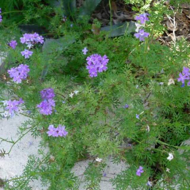 Glandularia bipinnatifida; Purple Praire Verbena; SalviaCactus Garden