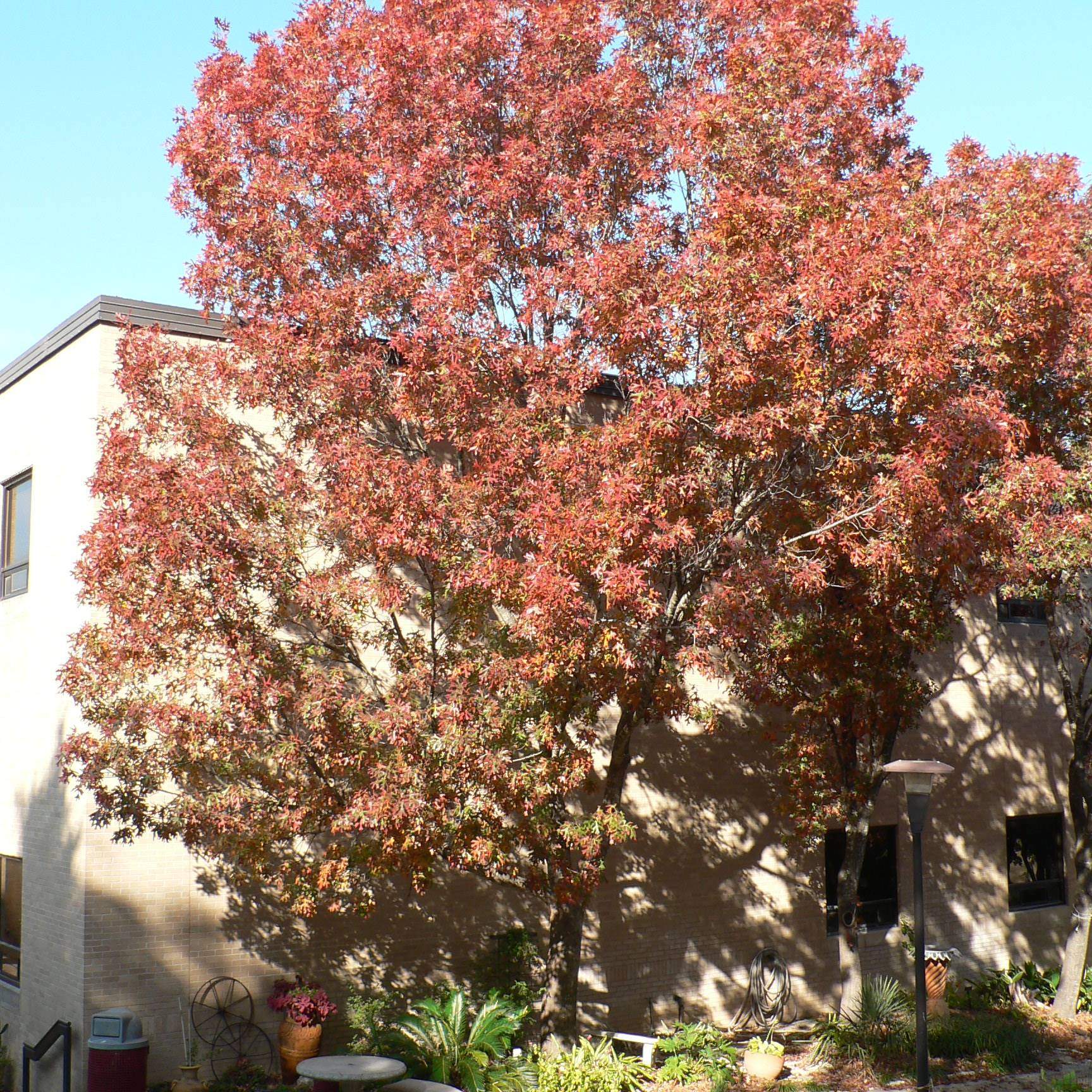 Quercus shumardii; Red Oak; Shade Garden