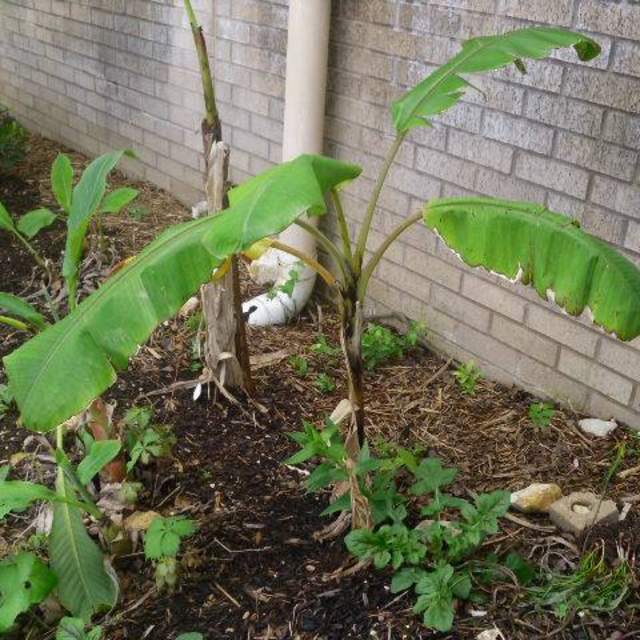 Musa acuminata 'Dwarf Cavendish'; Cavandish Banana; Pleasant Street Garden