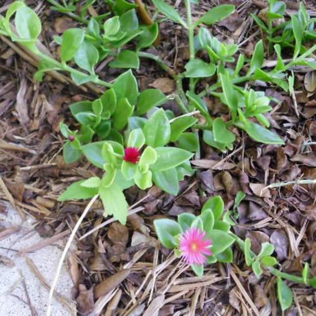 Apentia cordifolia; Baby Sun Rose; Pleasant Street Garden