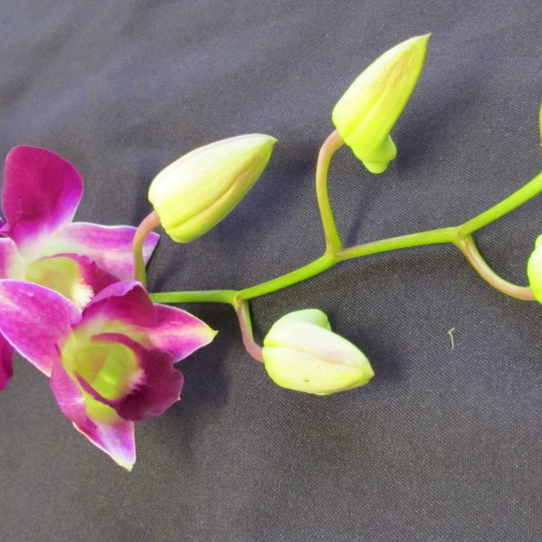 Dendrobium (Dendrobium Orchid)