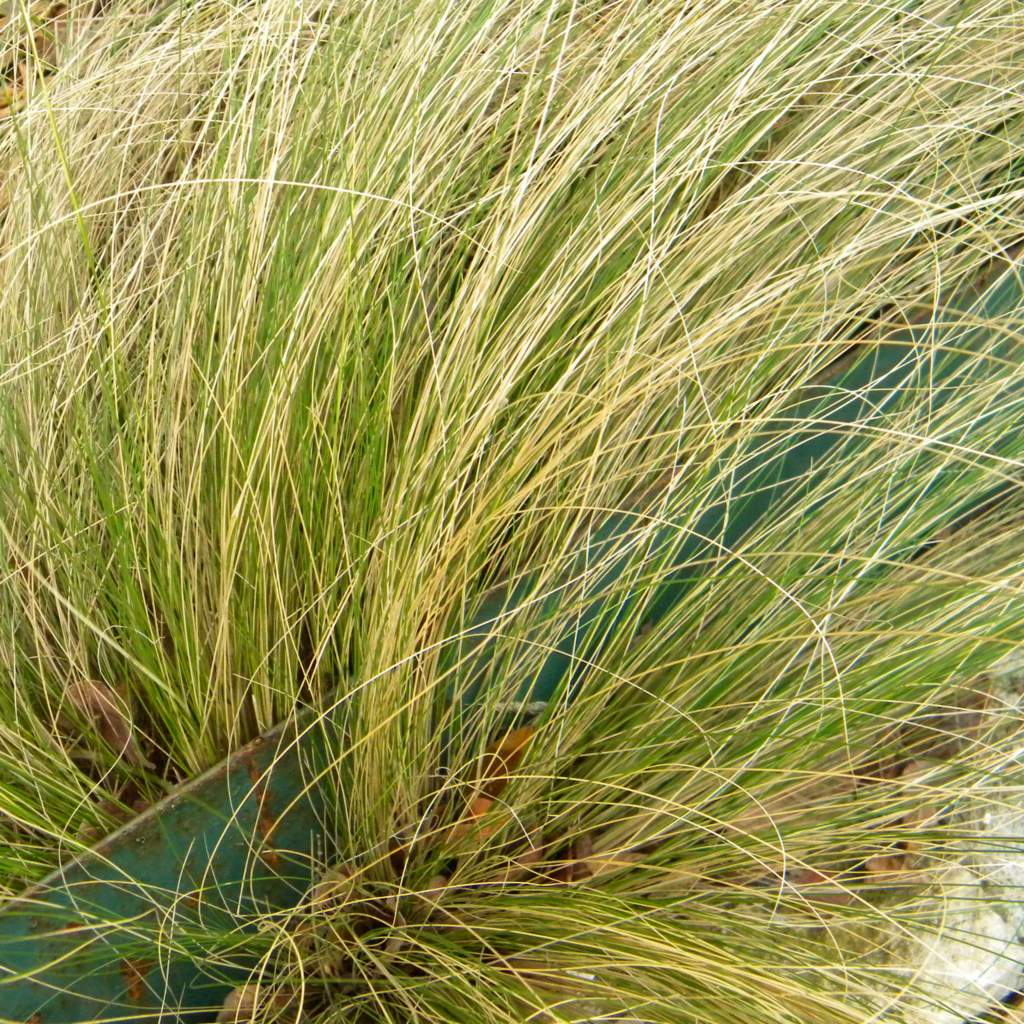 Stipa tenuissima; Mexican Feathergrass; Dark Crystal Garden