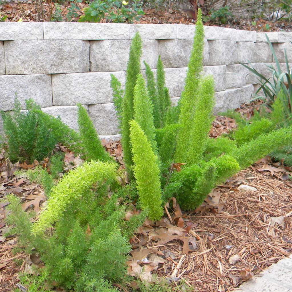 Asparagus densiflorus 'Sprengerii'; Foxtail Fern; Dark Crystal Garden