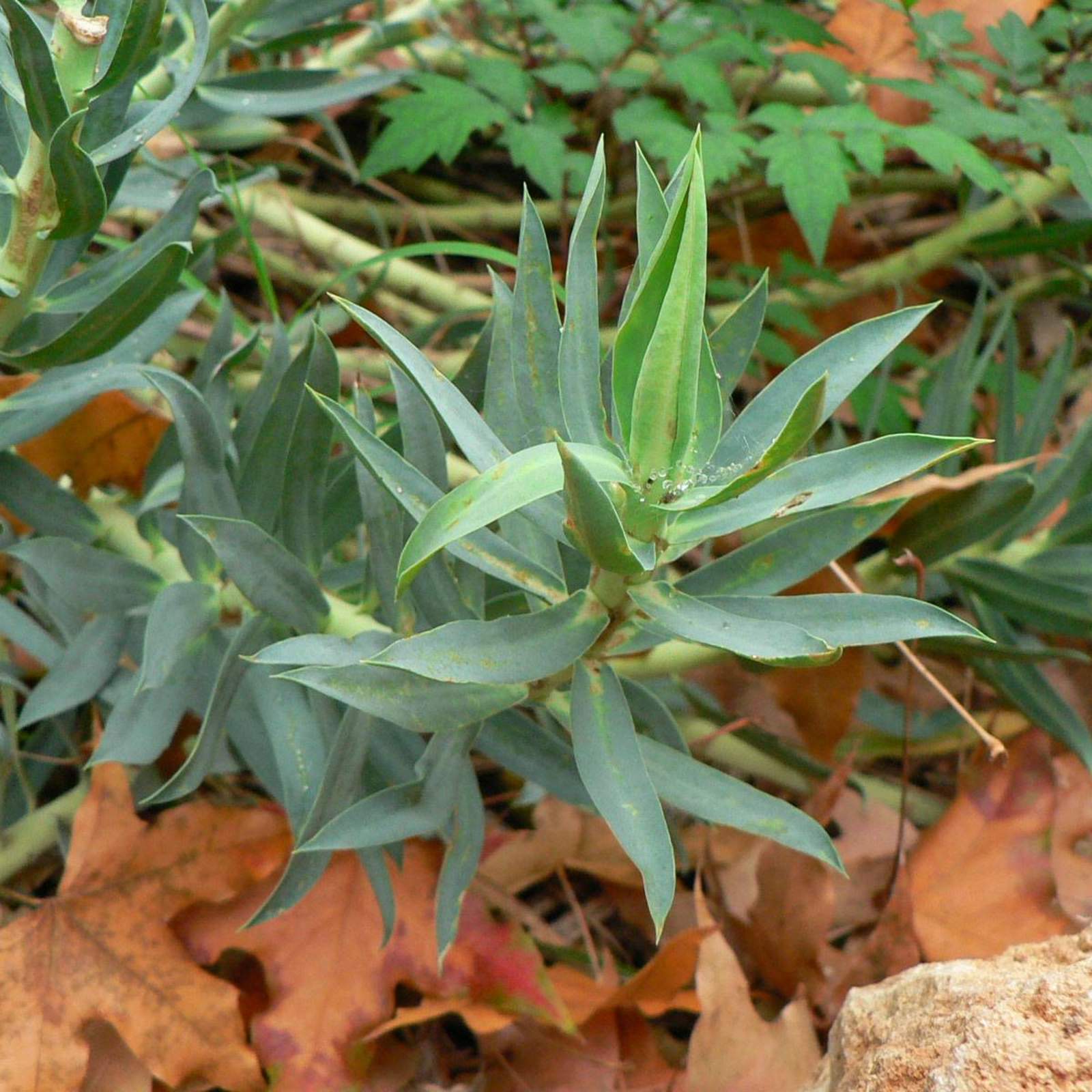 Euphorbia rigida; Gopher Plant; Zen Garden