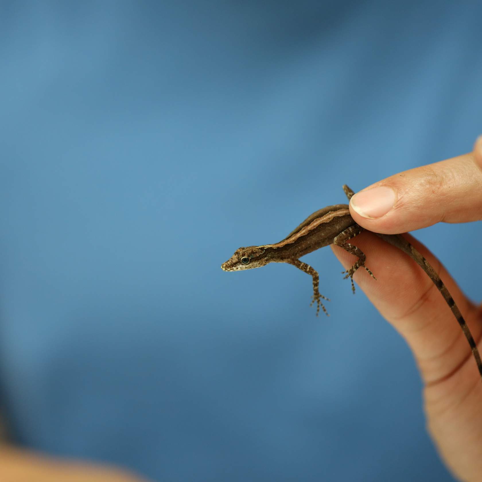 a researcher gently holds a small lizard