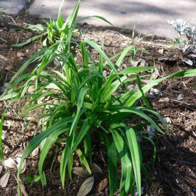 Hemerocallis spp.; Daylily; Pleasant Street Garden