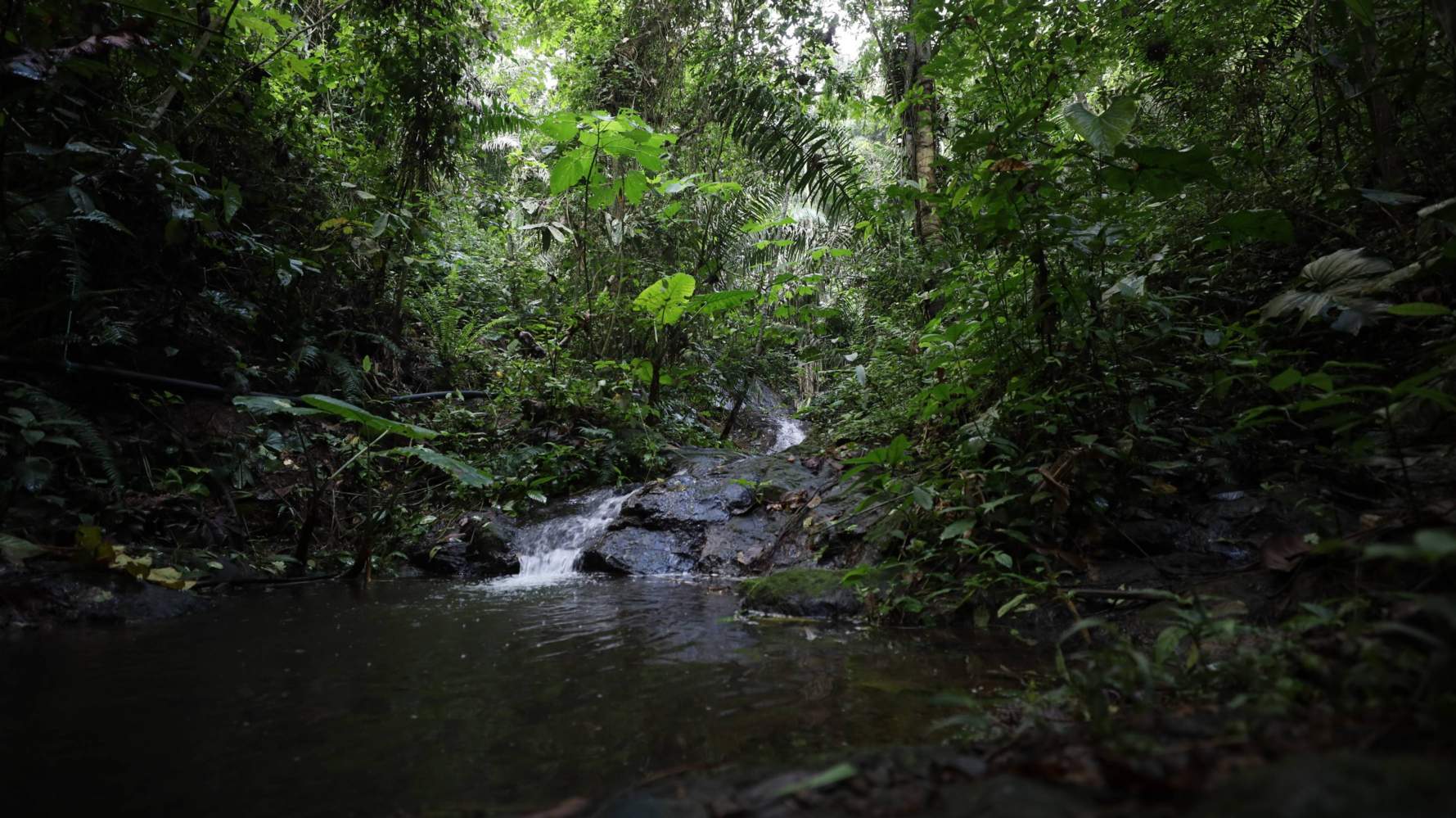 Newswise: The Genetics of Disease in the Forests of Ecuador
