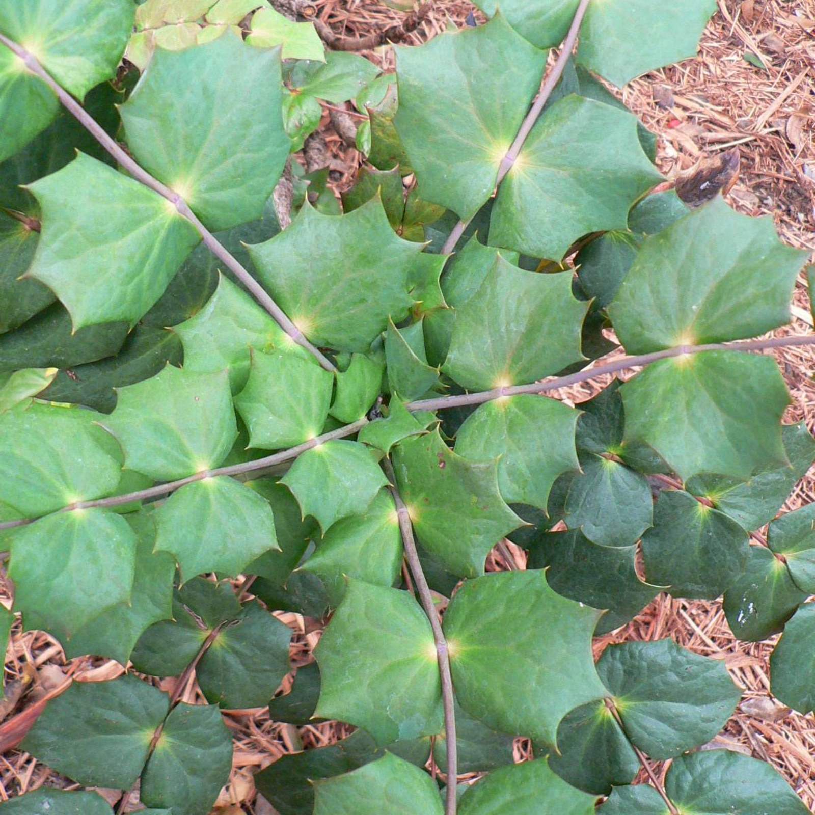 Mahonia aquifolium; Oregon Grape-Holly; Pergola Garden