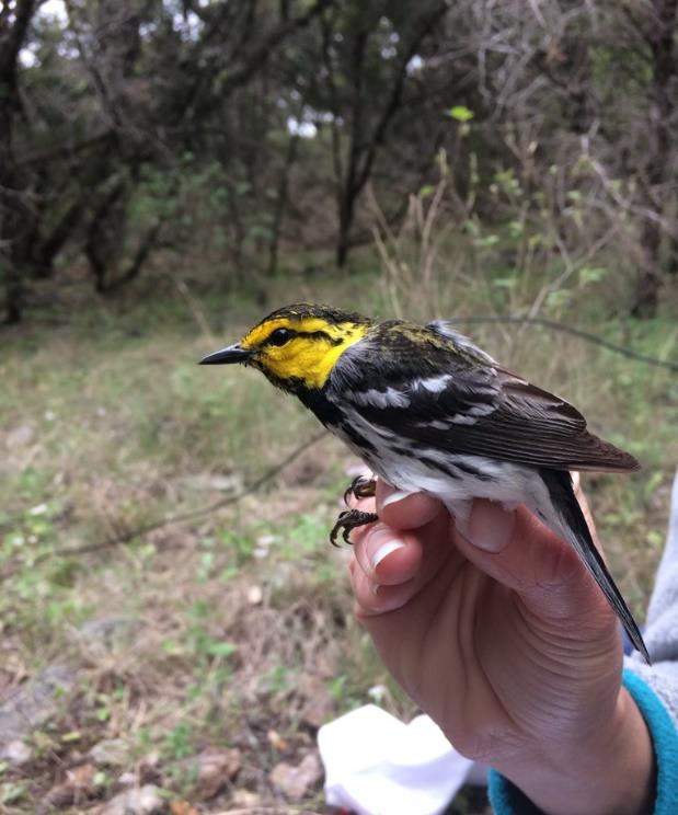 Golden-Cheeked Warbler Annual Reports
