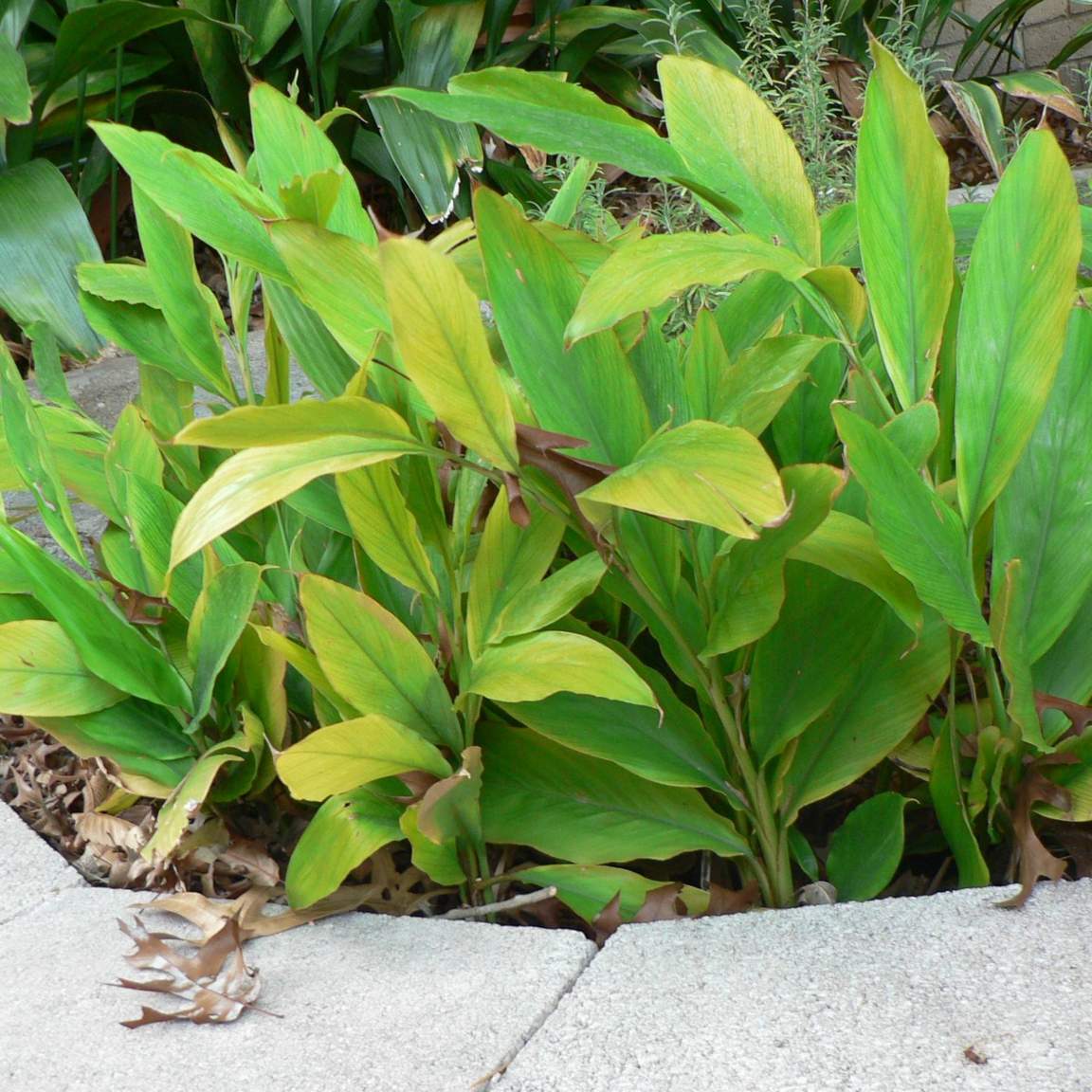 Alpinia zerumbet ‘Variegata’; Variegated Shell Ginger; Herb Garden