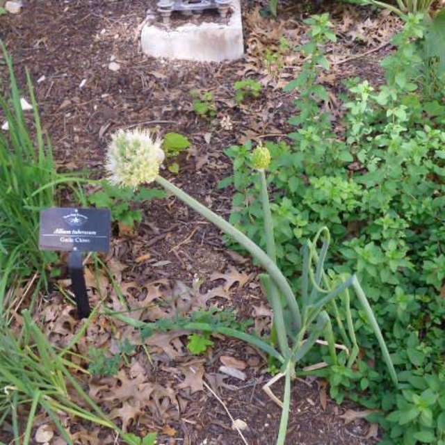 Allium spp.; Onion; Herb Garden