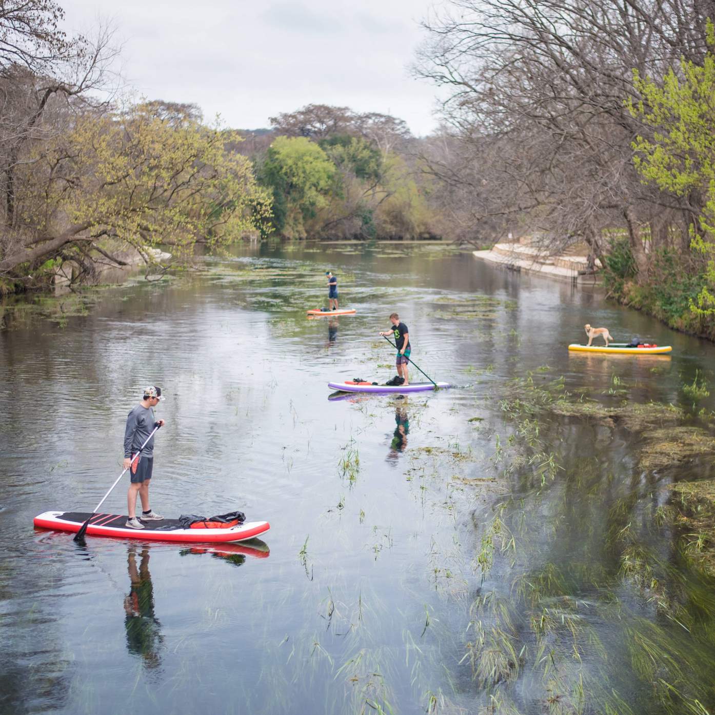 multiple standing paddle boards make their way up and down the river to collect trash
