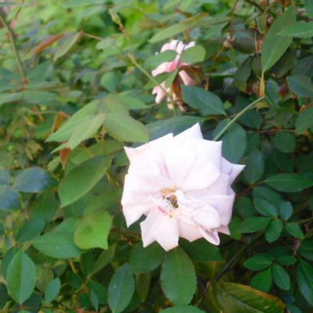 Rosa spp.; Rose; Pergola Garden