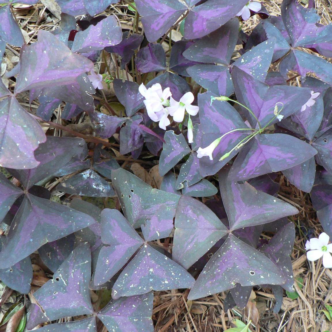 Oxalis triangularis subsp. Papilionaceae 'Autopurea';  False Shamrock 'Atropurpurea'; Pergola Garden