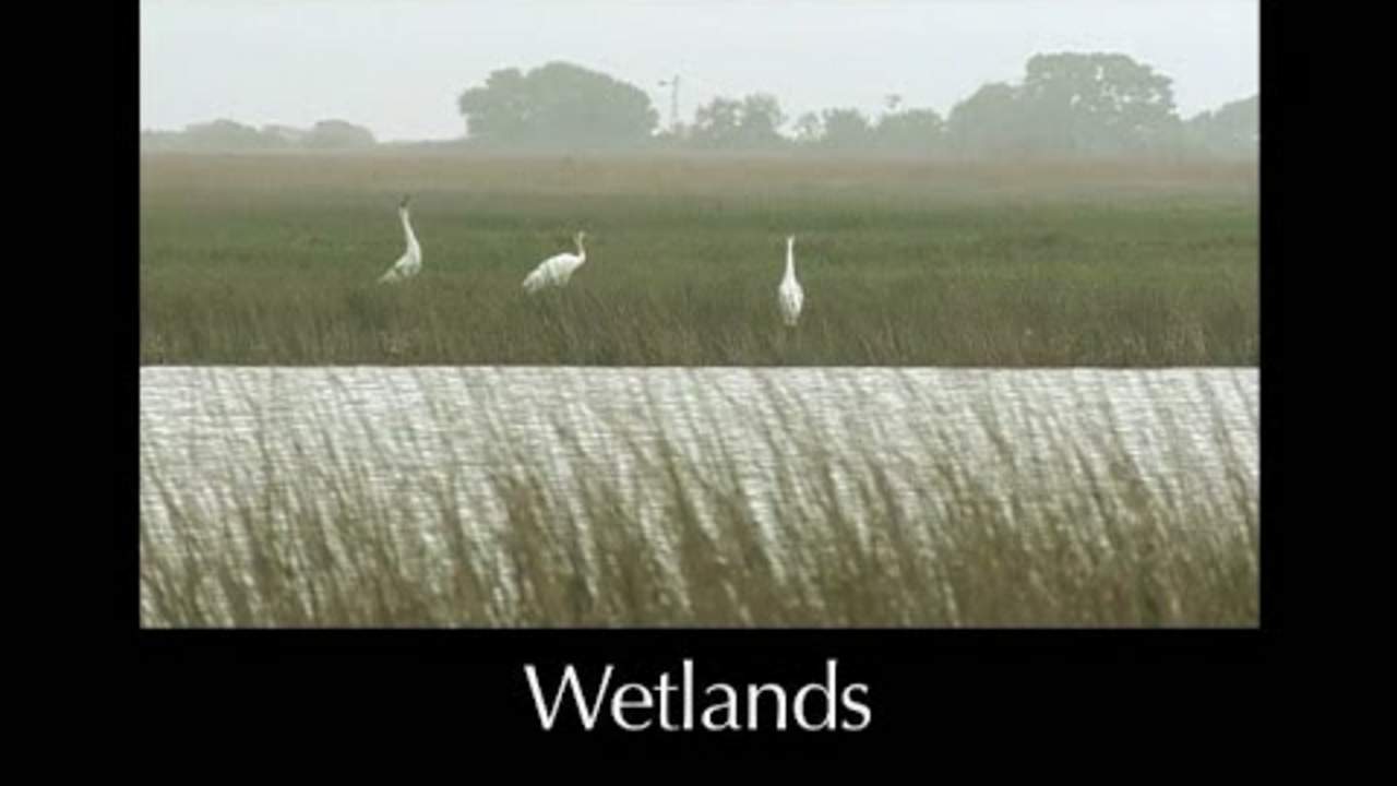 Wetlands – Lesson 10